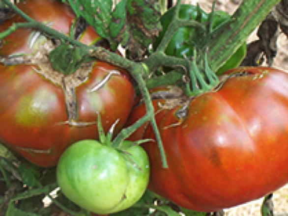 Paul Robeson heirloom tomato